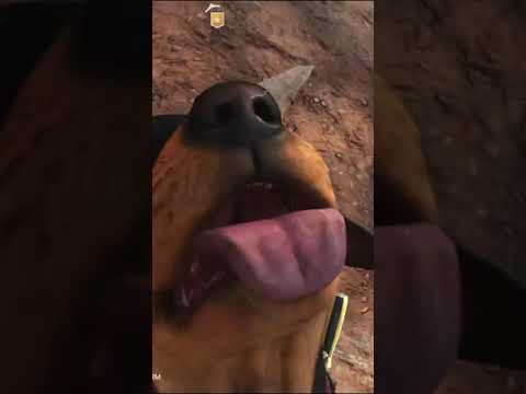 Addicted To Petting Chorizo | Far Cry 6 #shorts