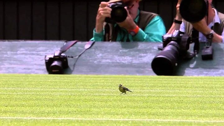 Djokovic receives a flying visit on Centre Court - DayDayNews