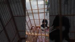 Download Lagu JALAK SUREN RASA LYRE BIRD MP3