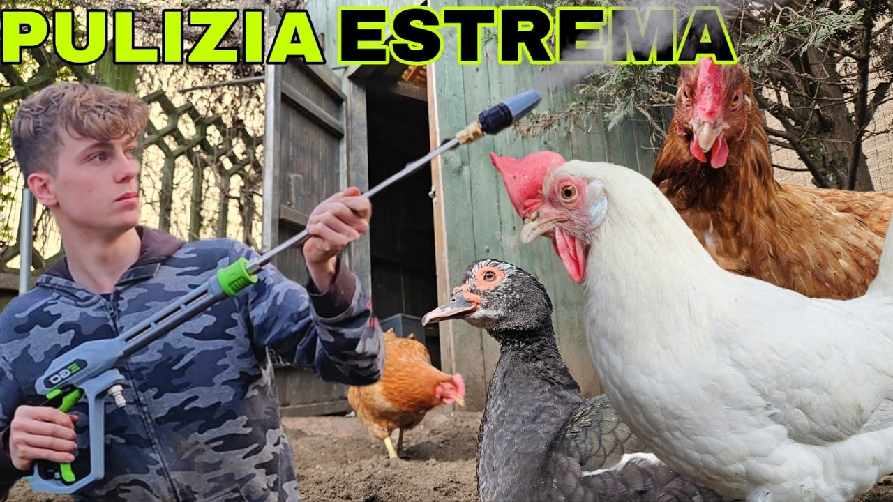 PULIZIA ESTREMA DEL POLLAIO IN MODO NATURALE PER GALLINE !💪🐔