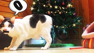 CAT FAVORITE DAILY TIME PASS WITH MOM'S HAIR BAND!! by Hetty & Percy 5,640 views 6 years ago 3 minutes, 6 seconds