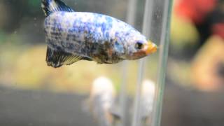 Paitune Betta DSC 038 Giant Fancy HMPK Female June 30 th