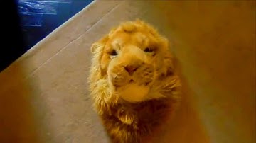 I HID INSIDE (Official Video)