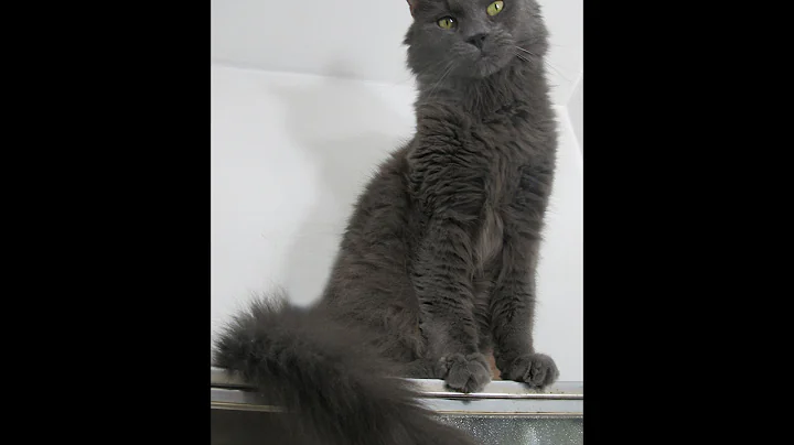 Watch the video about Misha Russian Blue Maine Coon Mix