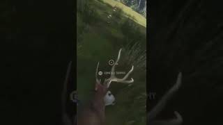 Great hit on Deer!!! COTW