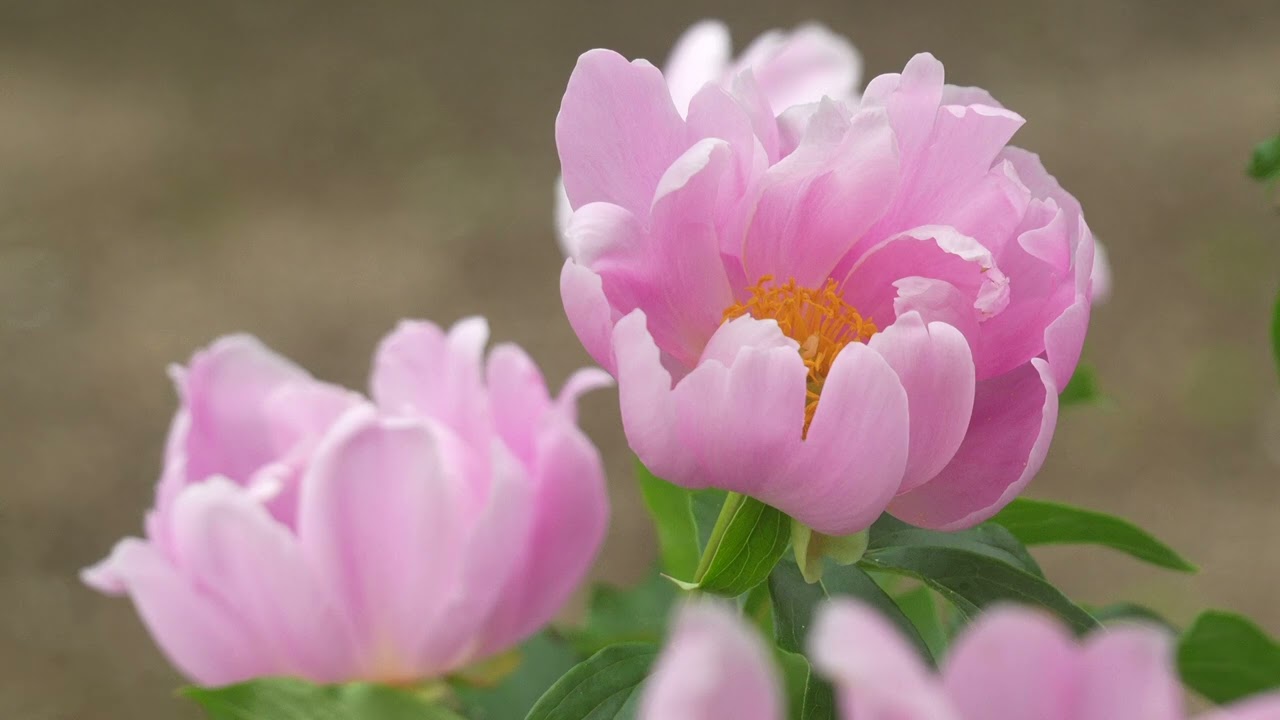 當麻寺中之坊にて、本日16日撮影