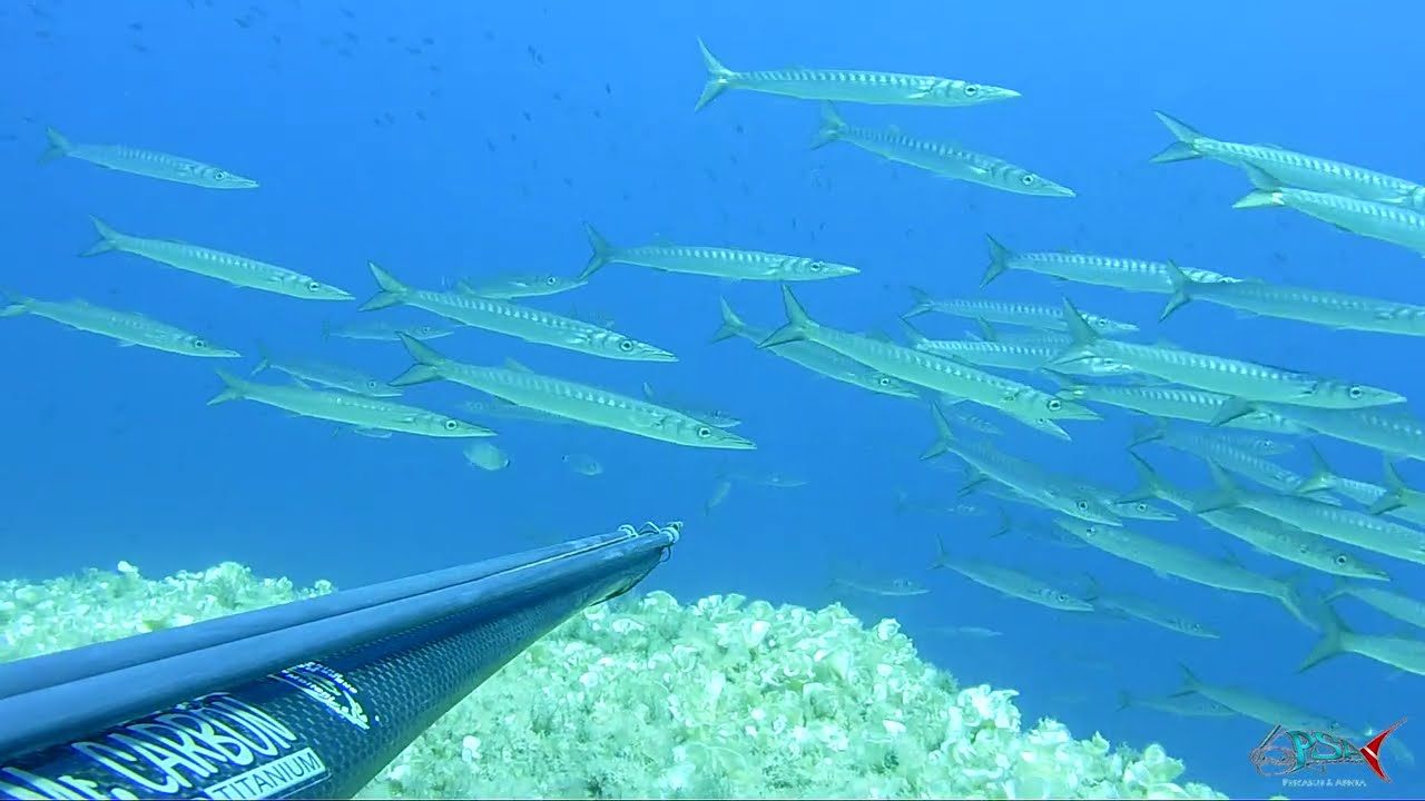 Pescasub | Catture di una estate avara di pesce
