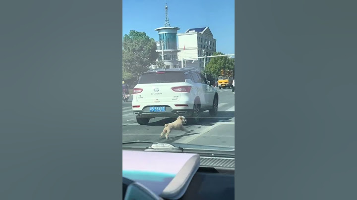 Dog chases car on highway in Hubei, China