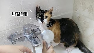 What Happens When a Talkative Cat Takes a Bath lol