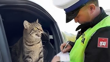 When you live with a CAT has 200 IQ🐱 Cat Videos 2025