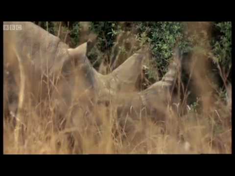 The dangers of  filming rhinos - Wild and Dangerous - BBC