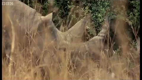 The Dangers of Filming Rhinos | Wild and Dangerous | BBC Earth