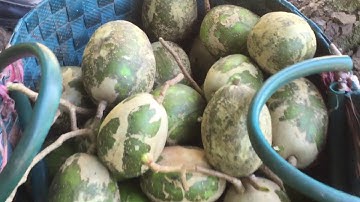 Quê hương Miền Tây, thưởng thức trái cây tại vườn Mỹ Xương Đồng Tháp tháng 09/17 phần 02