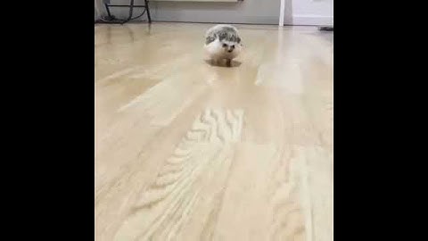 cute hedgehog running