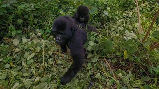 Close Encounter With Wild Mountain Gorillas In Uganda - 4K 360° VR by INTOSOL 3,244 views 1 year ago 1 minute, 59 seconds