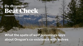 What the spate of wolf poisonings says about Oregon’s co-existence with wolves