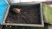 クサガメ 産卵床を作る ベランダ飼育 Create A Spawning Bed In Balcony Turtle Spawning Reeves Turtle クサガメ飼育 Youtube