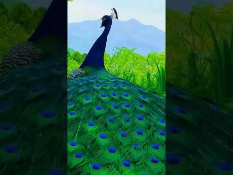 أفضل وأغرب طاووس في العالم