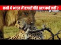 आखिर चीते क्यूँ विलुप्त हो गए हमारे देश से ? Why only cheetah? Reason behind extinction of cheetah..