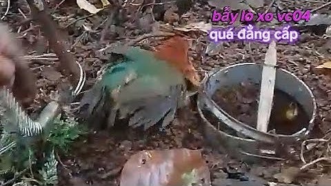 1 ngày vào rừng tham bẫy VC 04 -VC 06 của Lê Quốc Việt quá đẳng cấp LH 0917711325