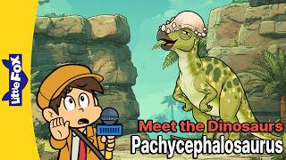 why did pachycephalosaurus have such thick skull meet dinosaurs