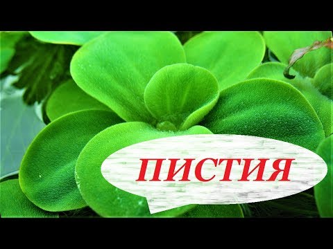 Video: Pistia