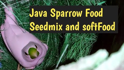 How to Make Java Sparrow Soft food and Seedmix Full Detailed