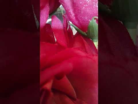 بدأت قناة مطبخ سولا بالعربى بث ا مباشر ا