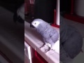 Genius African Grey Barks Like The Dog In A Picture| PARROT VIDEO OF THE DAY