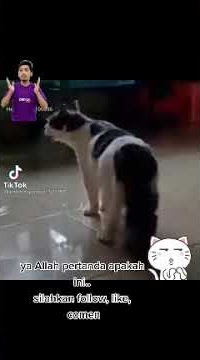 virall....kucing ngajak sholat mau kiamat