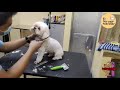 Shih tzu  puppy head  pet grooming ph