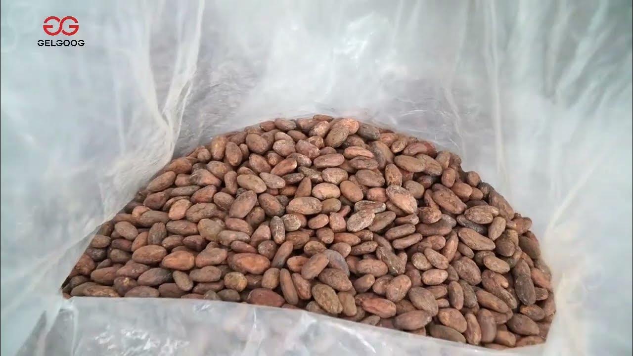 Cocoa Liquor Production Line Cocoa Processing Machine YouTube