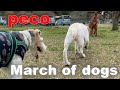 3わんこ行進(peco March of three dogs) アイリッシュセター(アイリッシュセッター) Irish Setor(Irish Setter)