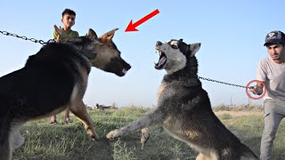 فلم قصير الكلب🐕‍🦺 المفترس والغشاش شوف شصار😱(#حيدرالنسر)