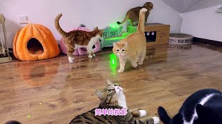 激光笔又将一群猫的细胞激活了金童玉女表现抢眼楼下猫羡慕了