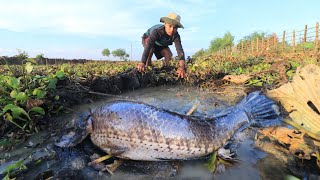 Viral Video| Found Snake Fish in Underground On Dry Season by Fishes Skill| Home Fishing