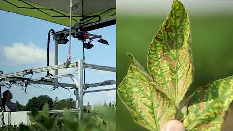 Detecting Plant Diseases Earlier Using Hyperspectral Imaging