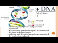 Understanding the Structure of DNA
