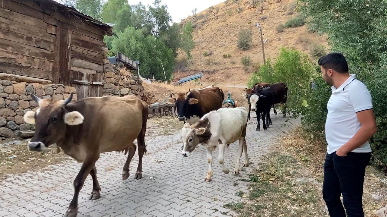 DEDEMİN KÖYÜNE GİTTİM / SİVAS GEZİSİ