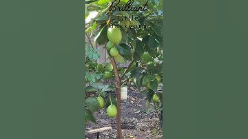 The lemon after 6 months of treatment #gardening #organic #grow #lemon #garden #shorts #lime
