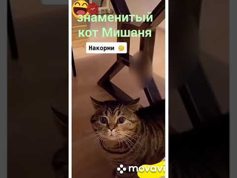 Они говорящие #кот#говорящийкот