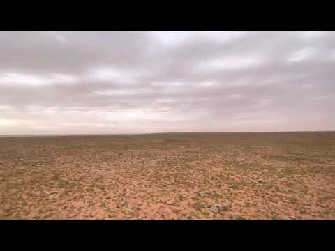 فلوق مع البل في ربيع 1442 شمال القاعيه