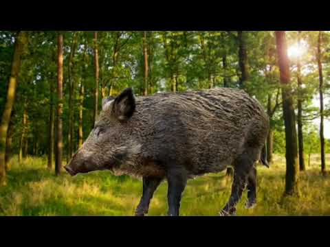Video: Kako životinje Zimuju U šumi