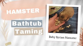 Baby Syrian Hamster bathtub taming