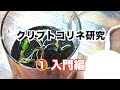 【クリプトコリネ研究】①クリプトコリネ入門 概要解説