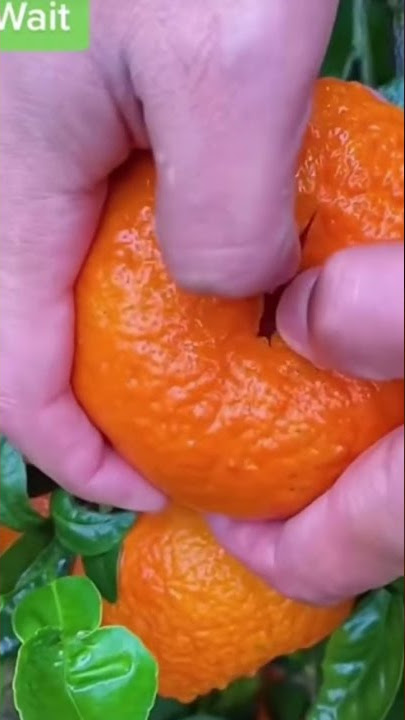 How mandarins actually grow!?