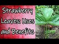 Strawberry Leaves: Uses and Benefits