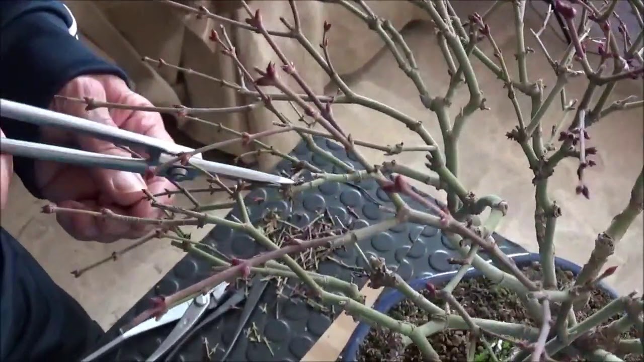 Nuevo pinzado de Otoño en un arce