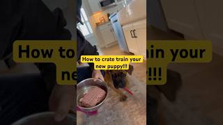 How to crate train your puppy! Puppy training guide! #puppytraining py