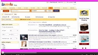 locanto-puppies-for-sale-scams